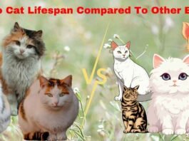 Calico Cat Lifespan Compared To Other Breeds