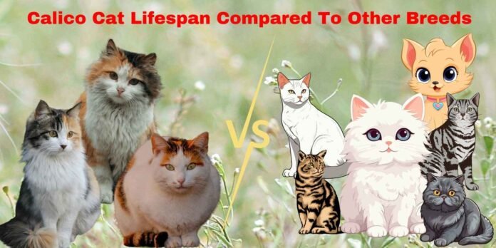 Calico Cat Lifespan Compared To Other Breeds