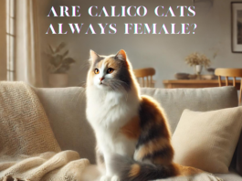 Are Calico Cats Always Female?