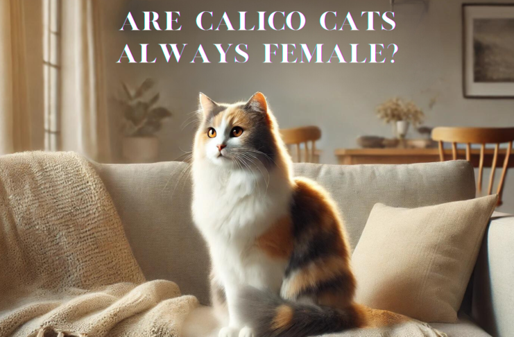 Are Calico Cats Always Female?