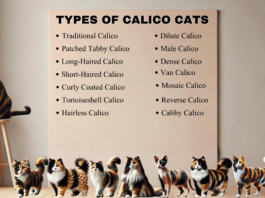 TYPES OF CALICO CATS